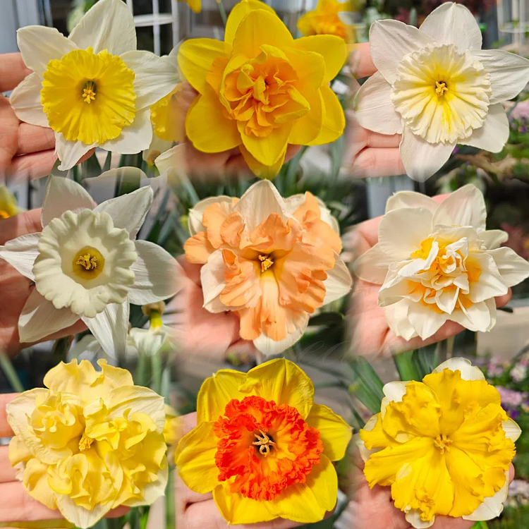 Narcissus - Daffodil Bulbs